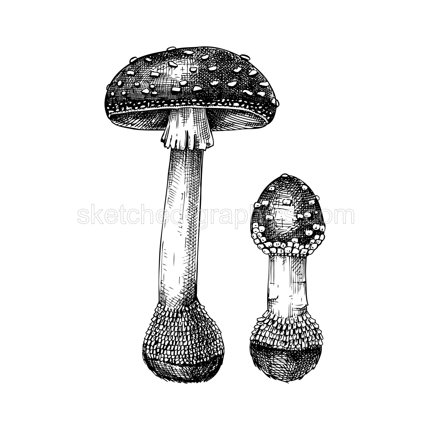 Fly agaric mushroom sketch. Hand-drawn deadly poisonous fungus illustration. Amanita mushroom drawing isolated on white. Poisonous forest plants design element Illustration